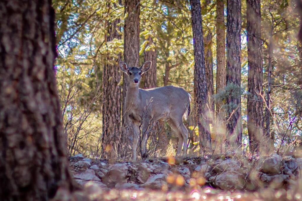 Forest Cabin 1 Hunters Blind Payson Zewnętrze zdjęcie